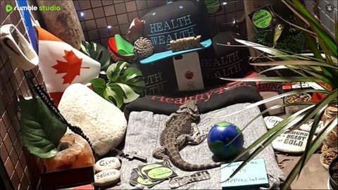 🔴 2025🔴03-18🍁 Live Stream Day 17🔴 🍏Healthy4Life🐉 Mascots 🍎🐲 Meet Kobe & Health🐉 Day In The Life Of Bearded Dragons🐲Day17🐉⭕Live🦎Streaming🔴