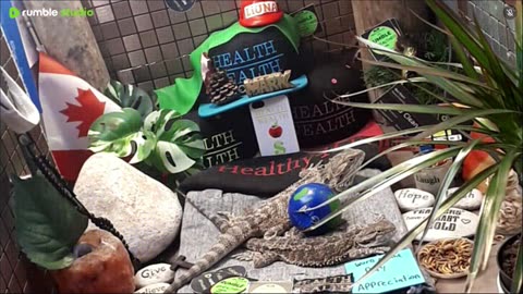 🔴 2025🔴03-18🍁 Live Stream Day 17🔴 🍏Healthy4Life🐉 Mascots 🍎🐲 Meet Kobe & Health A Day In The Life Of Bearded Dragons🐲Day16🐉⭕Live🦎Strea