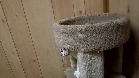 Playing with the cat again