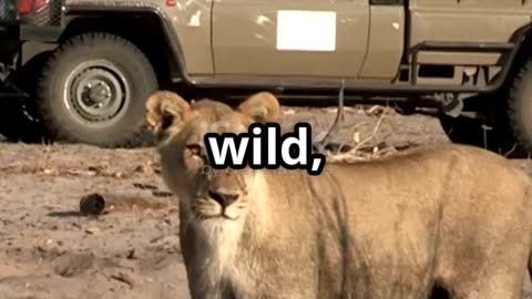 Go on a Safari Without Leaving Your House 🐘🦁 | Virtual Wildlife Adventure
