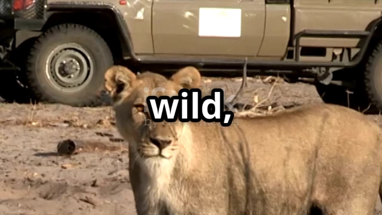 Go on a Safari Without Leaving Your House 🐘🦁 | Virtual Wildlife Adventure