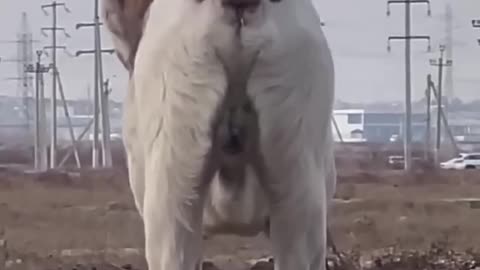 Funny Videos Animal Dog