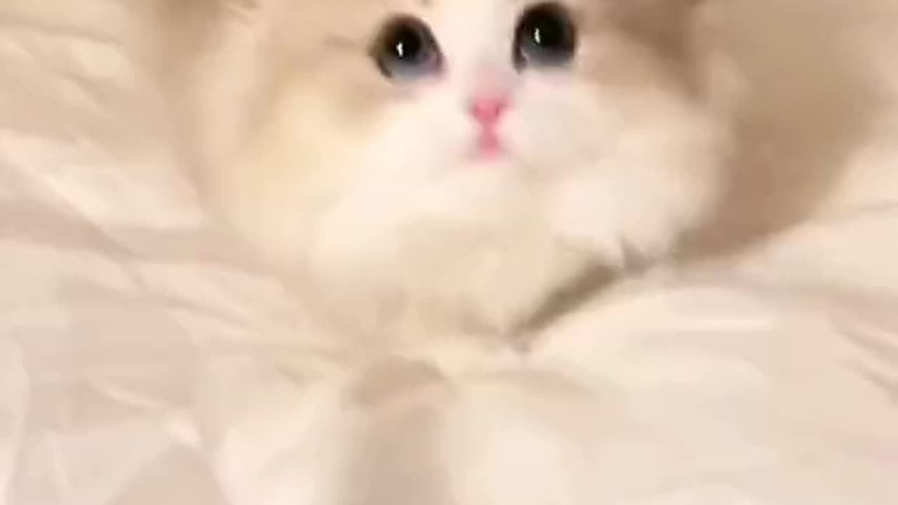 funny Cats 🤣