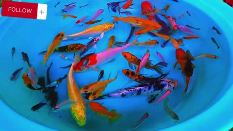 CUTE beautiful fish
