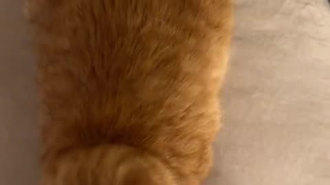 Cute Loaf Cat