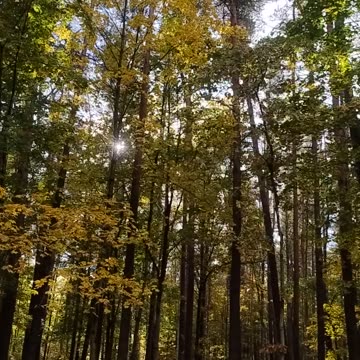 Today's forest in Latvija