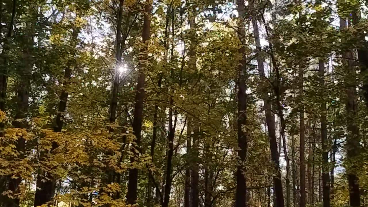 Today's forest in Latvija