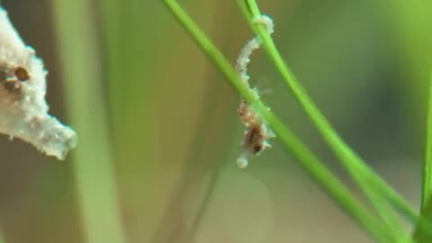 30 SECONDS OF BABY SEAHORSES-45 DAYS IN THEIR FATHER’S POUCH BABY SEAHORSES EACH THE SIZE OF A JELLY BEAN
