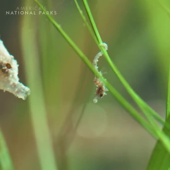 30 SECONDS OF BABY SEAHORSES-45 DAYS IN THEIR FATHER’S POUCH BABY SEAHORSES EACH THE SIZE OF A JELLY BEAN