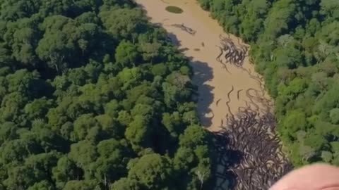 Giant Anacondas migrating near the Peruvian-Brazilian border, Amazon basin has people terrified!!!