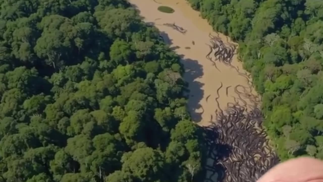Giant Anacondas migrating near the Peruvian-Brazilian border, Amazon basin has people terrified!!!