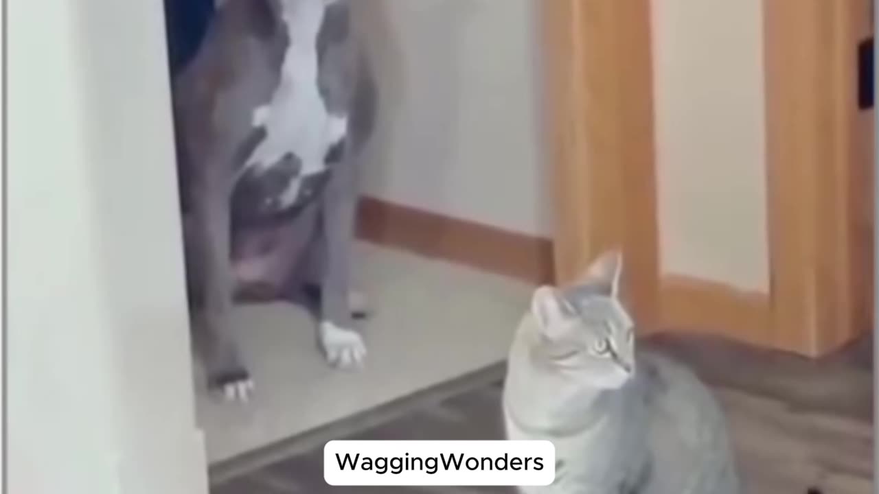 Funniest Animals 2025 😹🐶 – Try Not to Laugh at These Cats & Dogs!