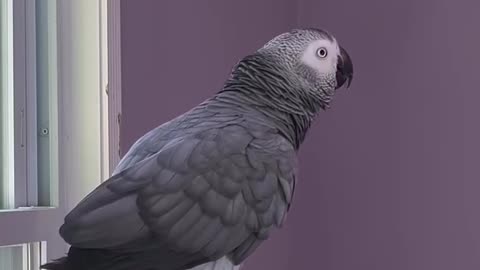 parrot tells cat let’s go to the pool with the funniest voice! 😂