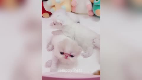 Funniest_animals_will_brighten_all_your_day
