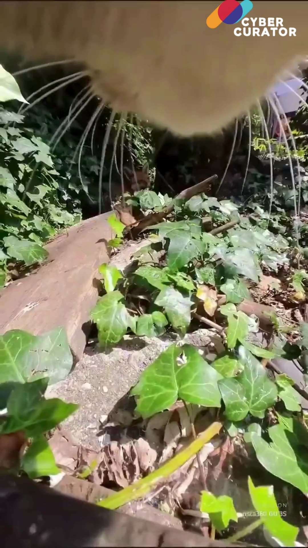 🐾 My Cat's Secret Life Revealed! You Won't Believe What I Found...