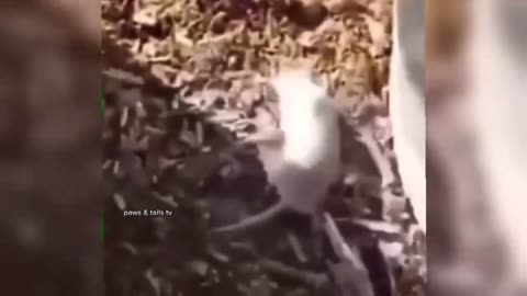 funniest animal moments