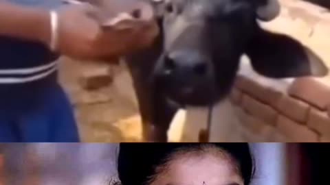Funny video