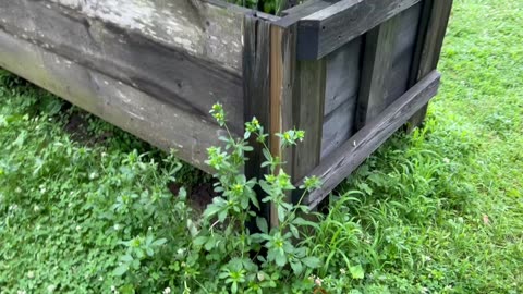 Garden Therapy - July 12, 2025 🇺🇸