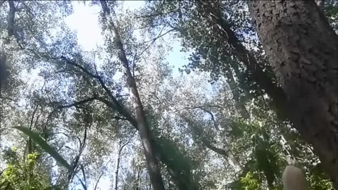 Another Absolutely Wonderful Amazing Day Trippin Acid In Forest