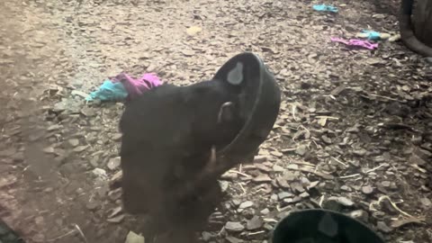Chimpanzee