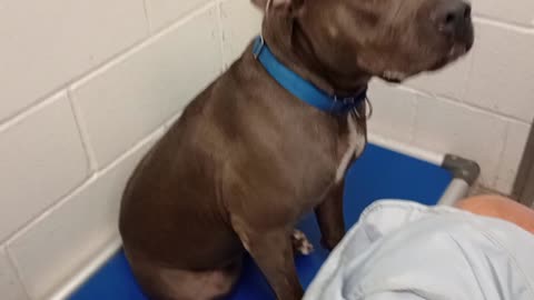 Jackson 5y A793841 kennel 225 harrys haven PACC shelter compassionate he's very lovin boy❤️202597441