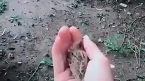 🤯🕊️ Wait for the Unexpected Bird Flight! | FunFM