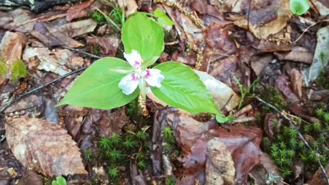 Painted Trillium