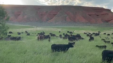 Grass Fed and Finished. Regenerative soil. Nutrient Density. cartercountrymeats.com