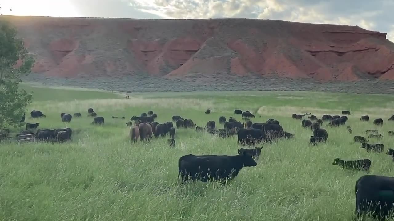 Grass Fed and Finished. Regenerative soil. Nutrient Density. cartercountrymeats.com