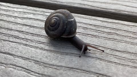 Snail on Deck