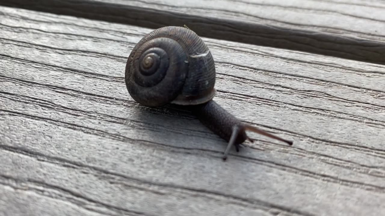 Snail on Deck