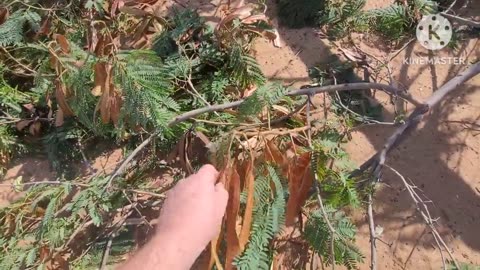 Leucaena: Permaculture miracle tree! chop not drop.