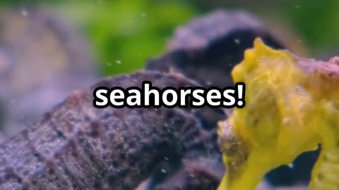 🤯🐎 The Incredible Male Seahorse The Only Male Animal That Gives Birth! 🐎🤯