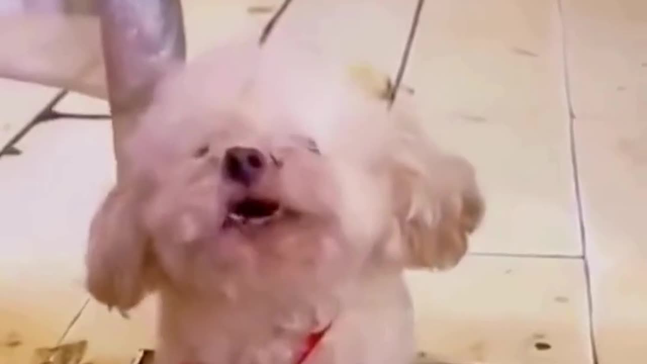 FUNNY ANIMAL COMPILATIONS - PART 52