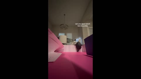 Daddy Goat 24/7 - Out Of Context Memes & Videos