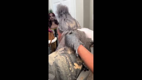 Daddy Goat 24/7 - Out Of Context Memes & Videos