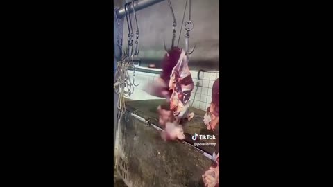 Daddy Goat 24/7 - Out Of Context Memes & Videos