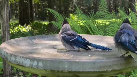 Bird Bath