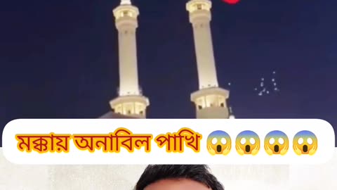 “মদিনার আকাশে পাখিদের ঘুরে বেড়ানো রহস্য 🌙 | The Miracle of Madina Sky 🕊️💚”