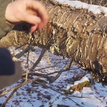 Extracting Oil from a Birch Tree!