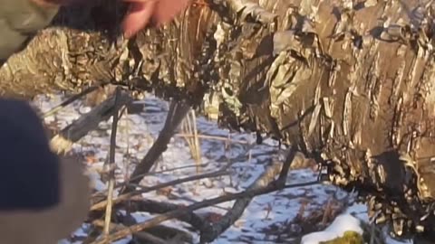 Extracting Oil from a Birch Tree!