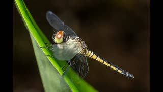 Lord Winter - Dragonfly