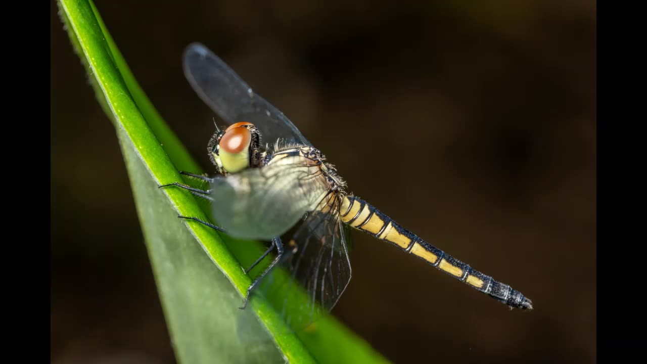 Lord Winter - Dragonfly