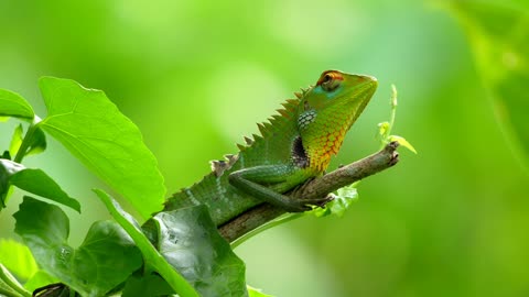 "The Beauty of Lizards | Nature’s Amazing Reptiles 🦎✨"