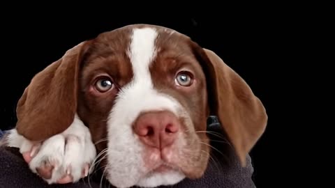 PUPPY WATCHING PUPPY TV