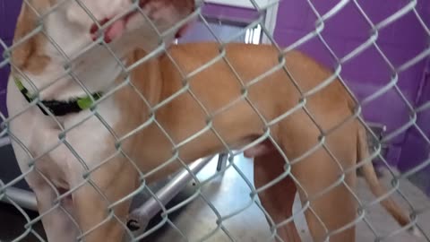 Kuma 1y Pet Id 948375 kennel 24 HSSAZ shelter young lady is lovely learner once she bonds20250808106