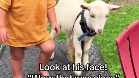 👶🏼 Kids and Baby Goat 🐐 Lovely Moments 😍 Pets Fever Follow ⤵️