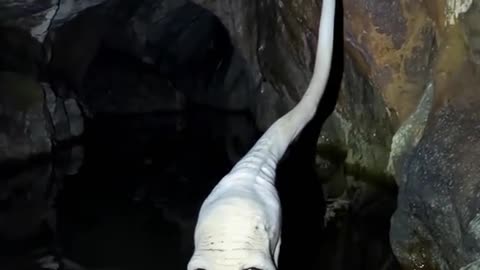 😱👻 Creepy 😂 #FearFactor | TheHauntingHour