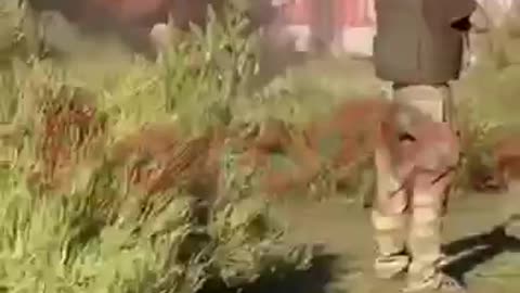 🤬 Russians shoot a horse with assault rifle for fun… Scum…