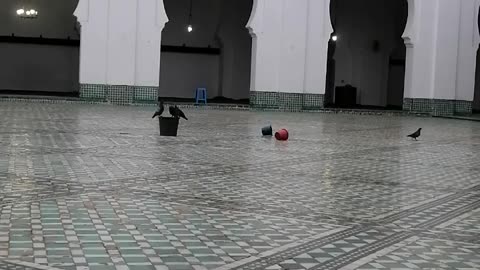 Very quiet place with pigeons with sound's birds ✨❤️